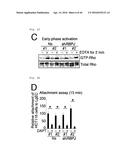 METHOD FOR DETERMINING PROGNOSIS OF CANCER diagram and image