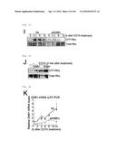 METHOD FOR DETERMINING PROGNOSIS OF CANCER diagram and image