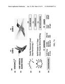 Flying Animal Feeder Control, Monitoring, and Reporting System diagram and image