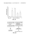 RECOMBINANT NON-HUMAN MAMMALIAN MODEL FOR HEPATITIS INFECTION AND     IMMUNOPATHOGENESIS diagram and image