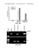 RECOMBINANT NON-HUMAN MAMMALIAN MODEL FOR HEPATITIS INFECTION AND     IMMUNOPATHOGENESIS diagram and image