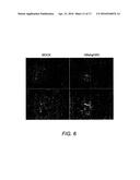 RECOMBINANT NON-HUMAN MAMMALIAN MODEL FOR HEPATITIS INFECTION AND     IMMUNOPATHOGENESIS diagram and image