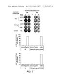 RECOMBINANT NON-HUMAN MAMMALIAN MODEL FOR HEPATITIS INFECTION AND     IMMUNOPATHOGENESIS diagram and image