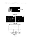 RECOMBINANT NON-HUMAN MAMMALIAN MODEL FOR HEPATITIS INFECTION AND     IMMUNOPATHOGENESIS diagram and image