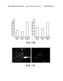 RECOMBINANT NON-HUMAN MAMMALIAN MODEL FOR HEPATITIS INFECTION AND     IMMUNOPATHOGENESIS diagram and image