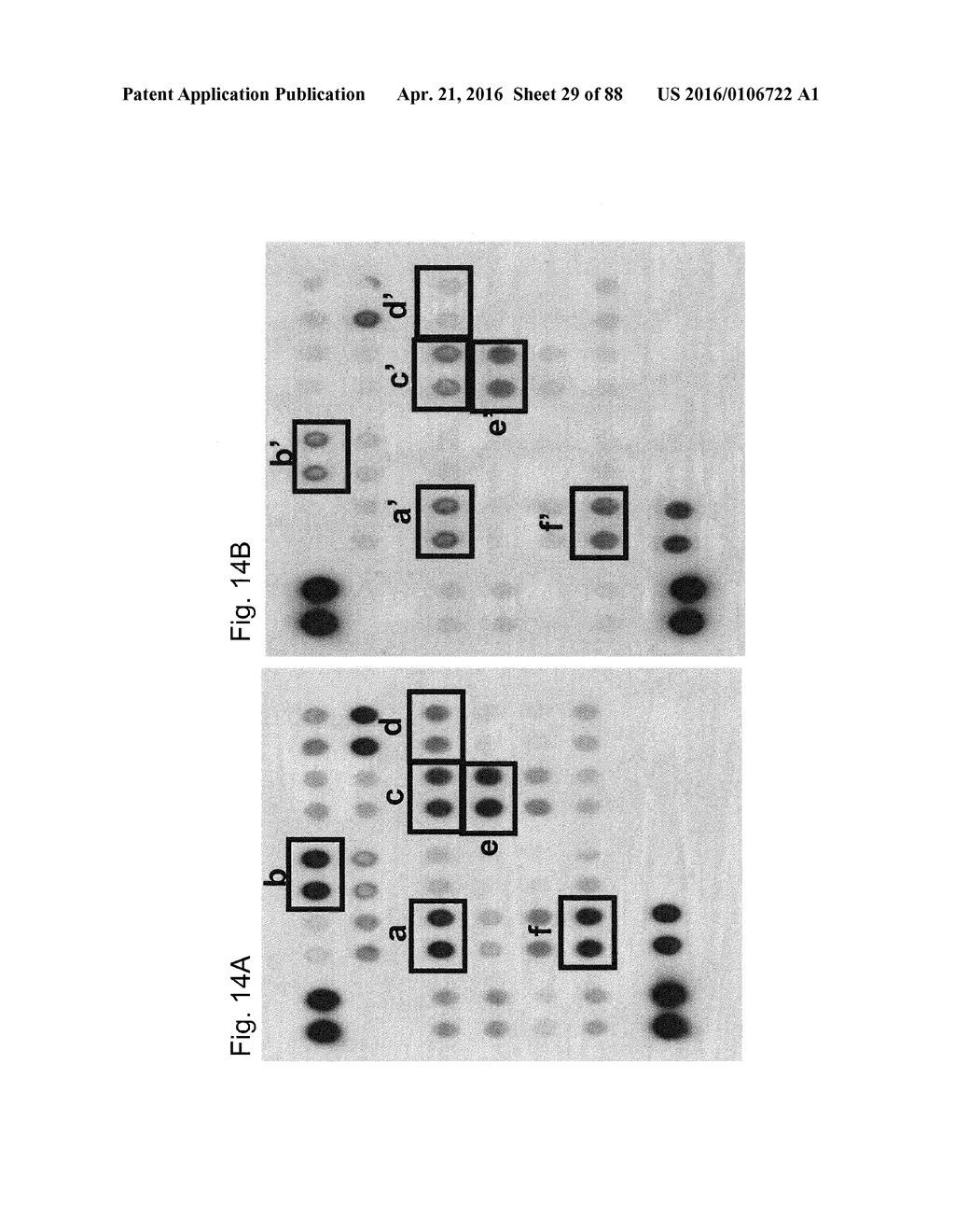 HUMAN THERAPEUTIC AGENTS - diagram, schematic, and image 30