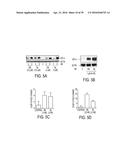 Novel bis-Benzylidine Piperidone Proteasome Inhibitor with Anticancer     Activity diagram and image