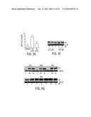 Novel bis-Benzylidine Piperidone Proteasome Inhibitor with Anticancer     Activity diagram and image