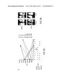 Novel bis-Benzylidine Piperidone Proteasome Inhibitor with Anticancer     Activity diagram and image