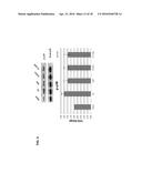 METHODS AND COMPOSITIONS FOR TREATING BETA-THALASSEMIA AND SICKLE CELL     DISEASE diagram and image