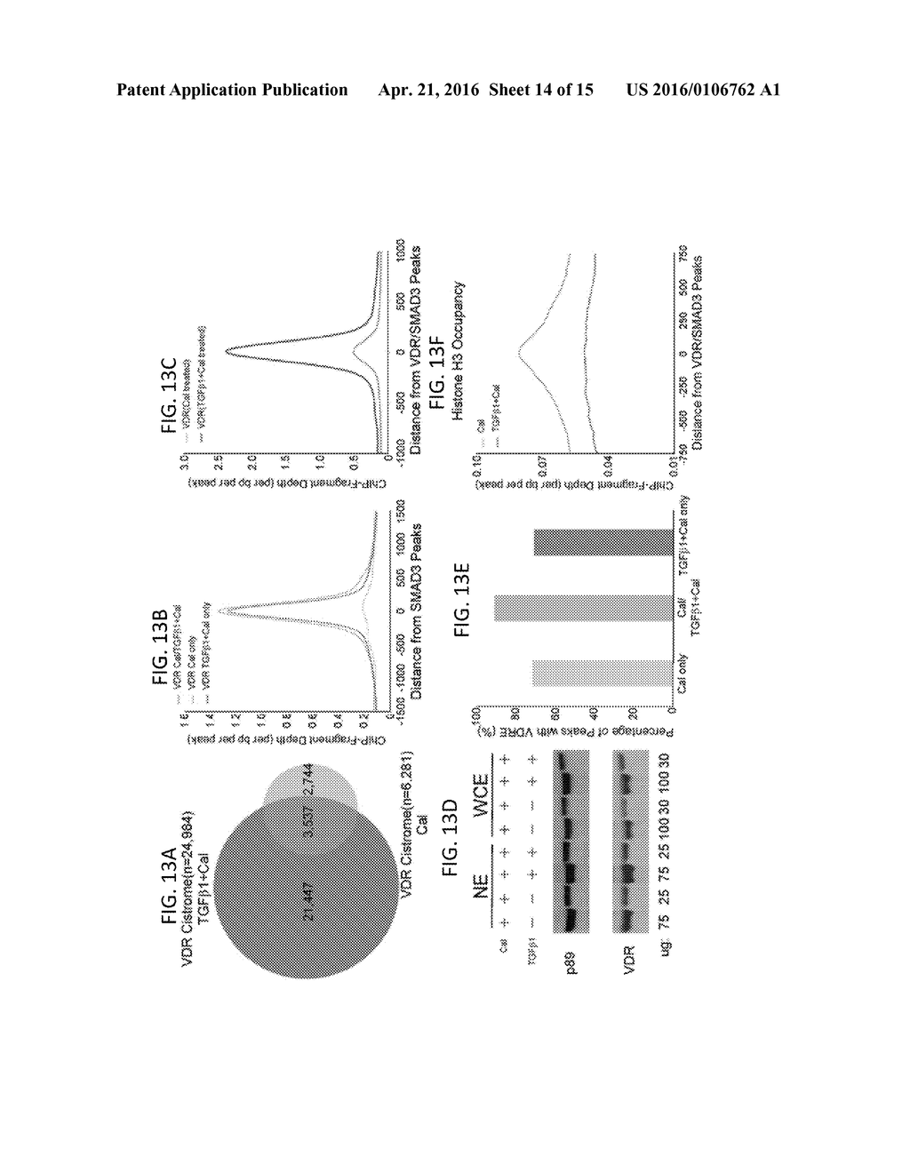 VITAMIN D RECEPTOR/SMAD GENOMIC CIRCUIT GATES FIBROTIC RESPONSE - diagram, schematic, and image 15