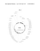 VACCINES AGAINST PATHOGENIC ESCHERICHIA COLI AND METHODS OF USING THE SAME diagram and image