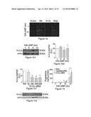 THERAPEUTICS FOR THE INDUCTION OF ENDOGENOUS STEROIDOGENESIS AND METHODS     ASSOCIATED WITH THEIR IDENTIFICATION diagram and image