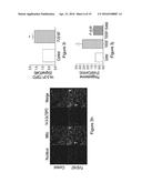 THERAPEUTICS FOR THE INDUCTION OF ENDOGENOUS STEROIDOGENESIS AND METHODS     ASSOCIATED WITH THEIR IDENTIFICATION diagram and image