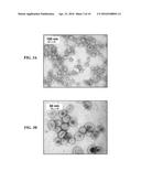 IMMUNOGENIC BACTERIAL VESICLES WITH OUTER MEMBRANE PROTEINS diagram and image