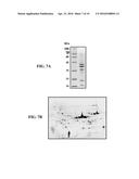 IMMUNOGENIC BACTERIAL VESICLES WITH OUTER MEMBRANE PROTEINS diagram and image