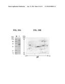 IMMUNOGENIC BACTERIAL VESICLES WITH OUTER MEMBRANE PROTEINS diagram and image