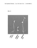 FUSION PROTEINS, RECOMBINANT BACTERIA, AND METHODS FOR USING RECOMBINANT     BACTERIA diagram and image