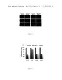 RECOMBINANT CANCER THERAPEUTIC CYTOKINE diagram and image