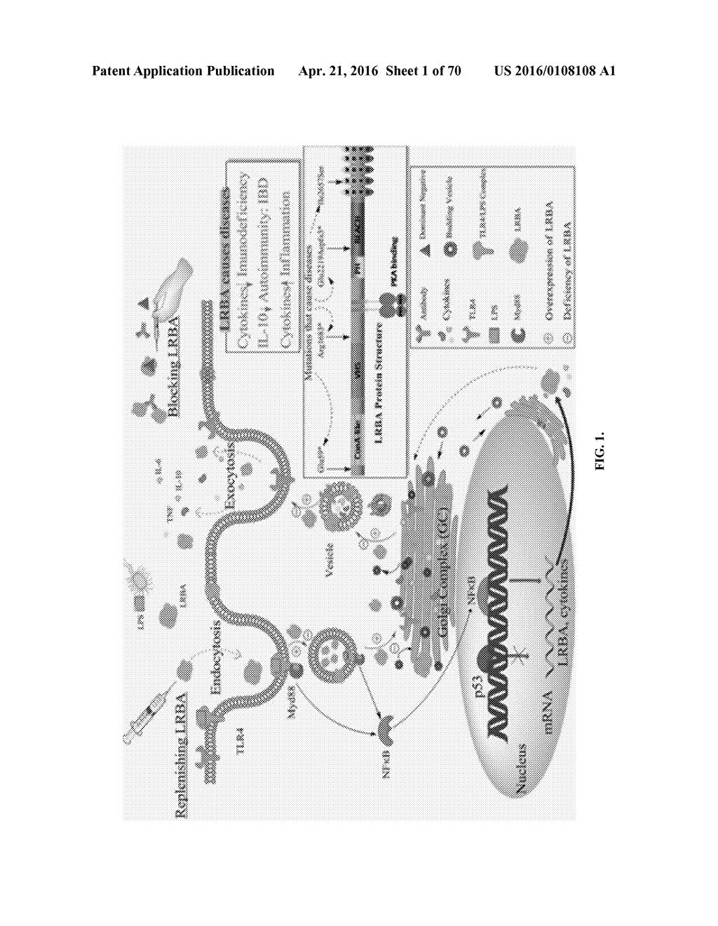 INFLAMMATORY DISEASE DIAGNOSIS AND METHODS OF TREATMENT USING     LIPOPOLYSACCHARIDES-RESPONSIVE BEIGE-LIKE ANCHOR - diagram, schematic, and image 02