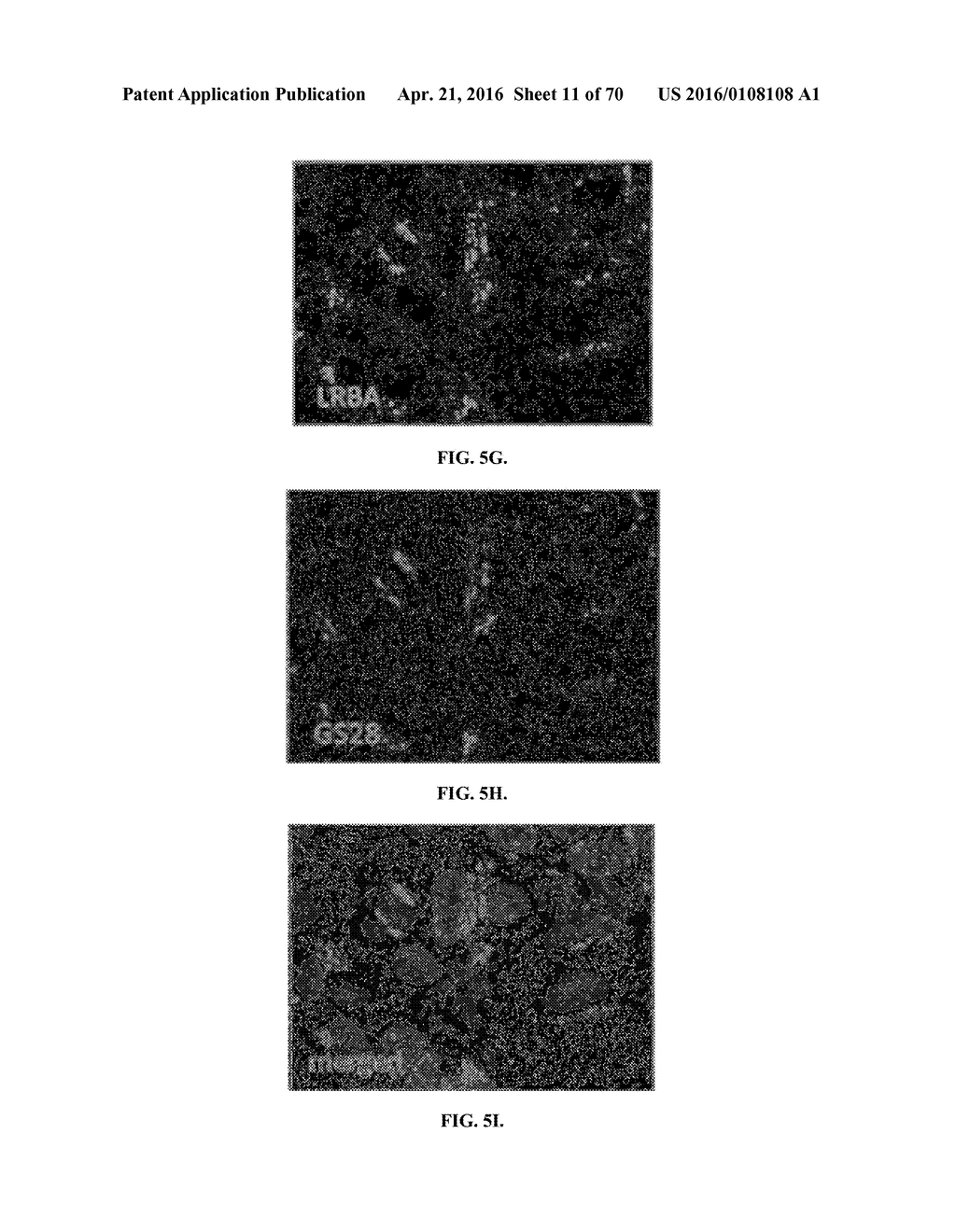 INFLAMMATORY DISEASE DIAGNOSIS AND METHODS OF TREATMENT USING     LIPOPOLYSACCHARIDES-RESPONSIVE BEIGE-LIKE ANCHOR - diagram, schematic, and image 12