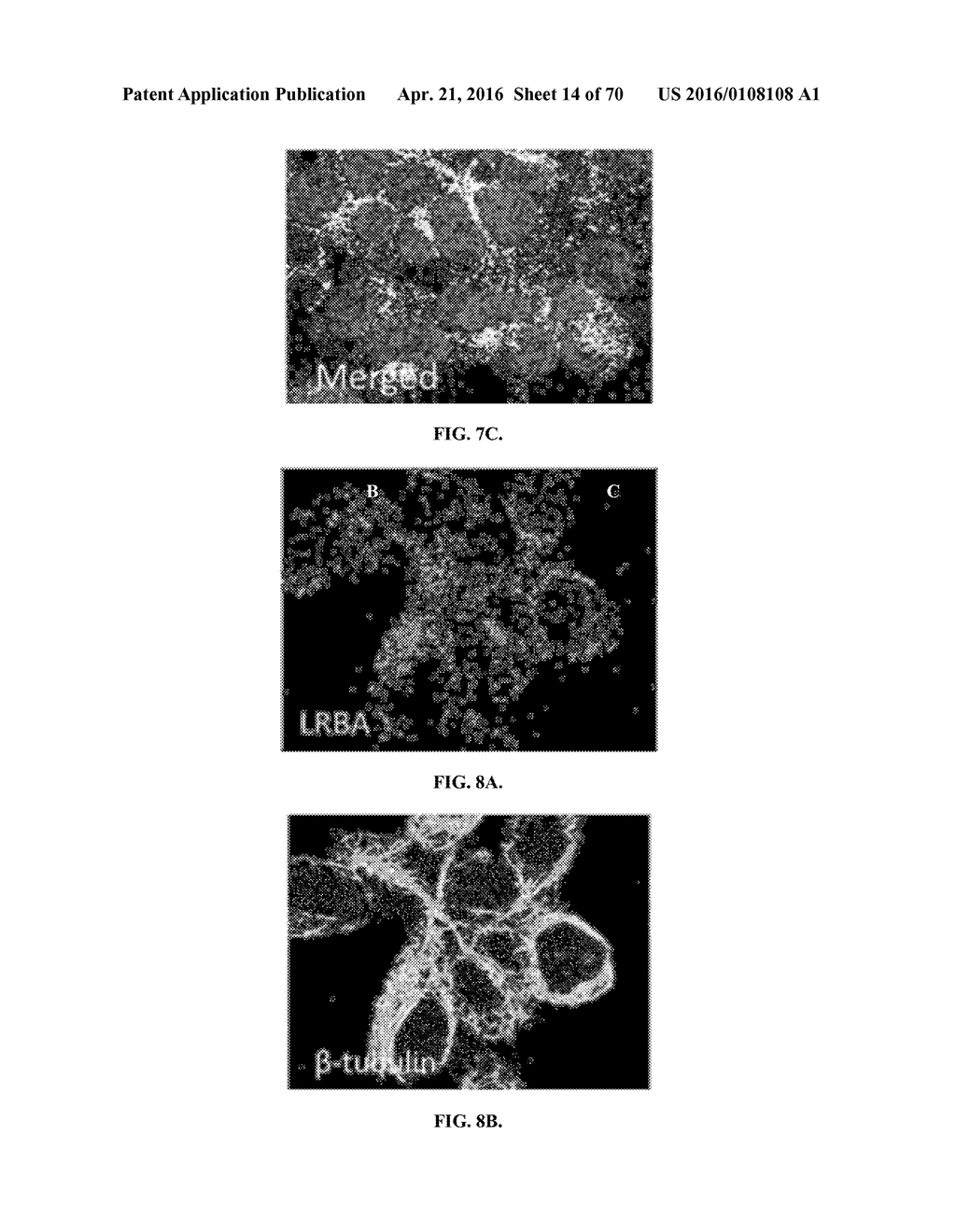 INFLAMMATORY DISEASE DIAGNOSIS AND METHODS OF TREATMENT USING     LIPOPOLYSACCHARIDES-RESPONSIVE BEIGE-LIKE ANCHOR - diagram, schematic, and image 15