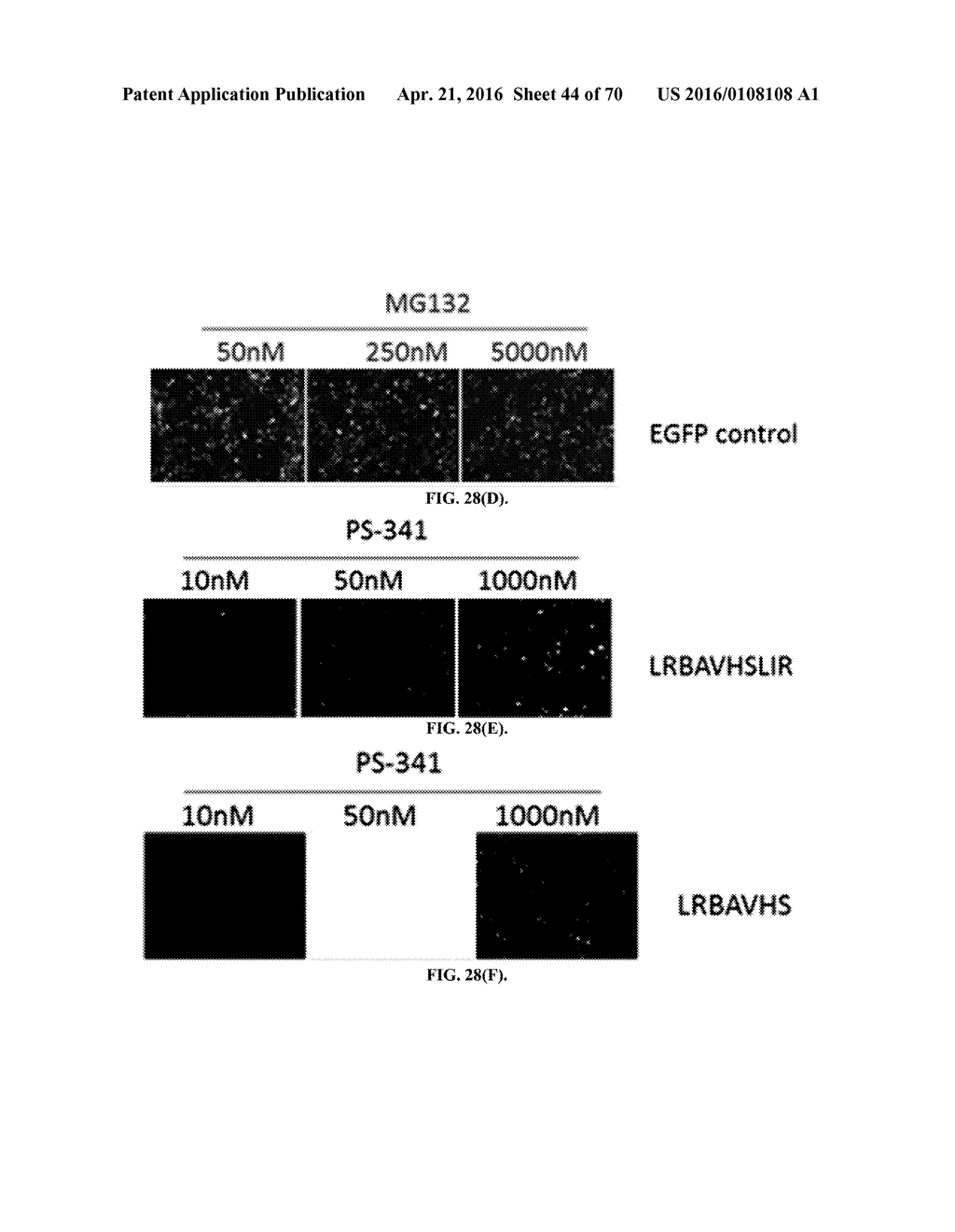 INFLAMMATORY DISEASE DIAGNOSIS AND METHODS OF TREATMENT USING     LIPOPOLYSACCHARIDES-RESPONSIVE BEIGE-LIKE ANCHOR - diagram, schematic, and image 45