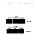 INFLAMMATORY DISEASE DIAGNOSIS AND METHODS OF TREATMENT USING     LIPOPOLYSACCHARIDES-RESPONSIVE BEIGE-LIKE ANCHOR diagram and image