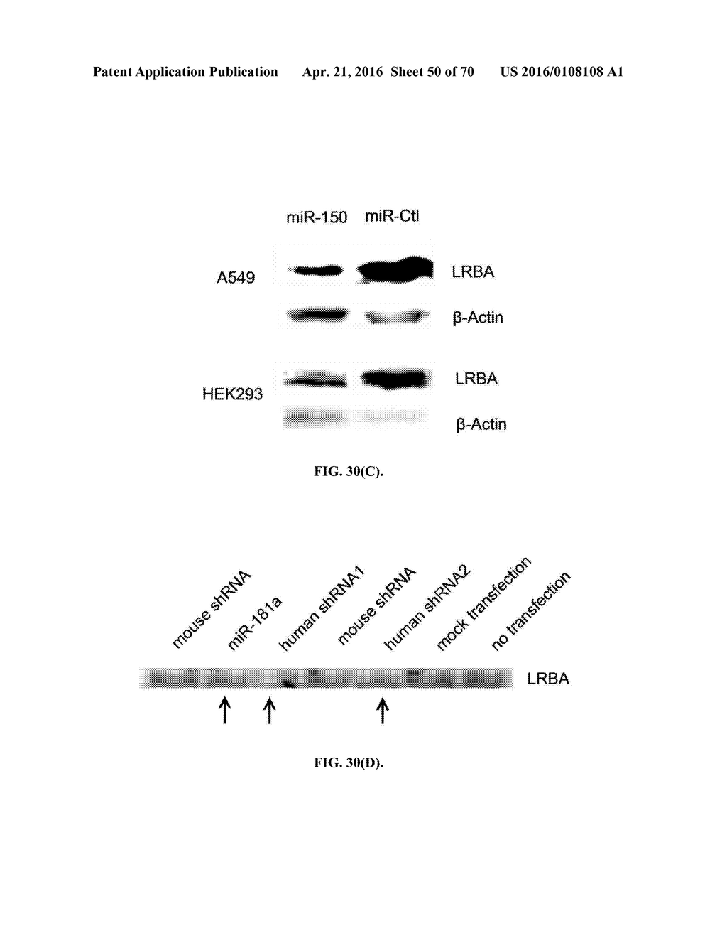 INFLAMMATORY DISEASE DIAGNOSIS AND METHODS OF TREATMENT USING     LIPOPOLYSACCHARIDES-RESPONSIVE BEIGE-LIKE ANCHOR - diagram, schematic, and image 51