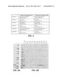 ANTI-ALPHA-SYNUCLEIN ANTIBODIES AND METHODS OF USE diagram and image