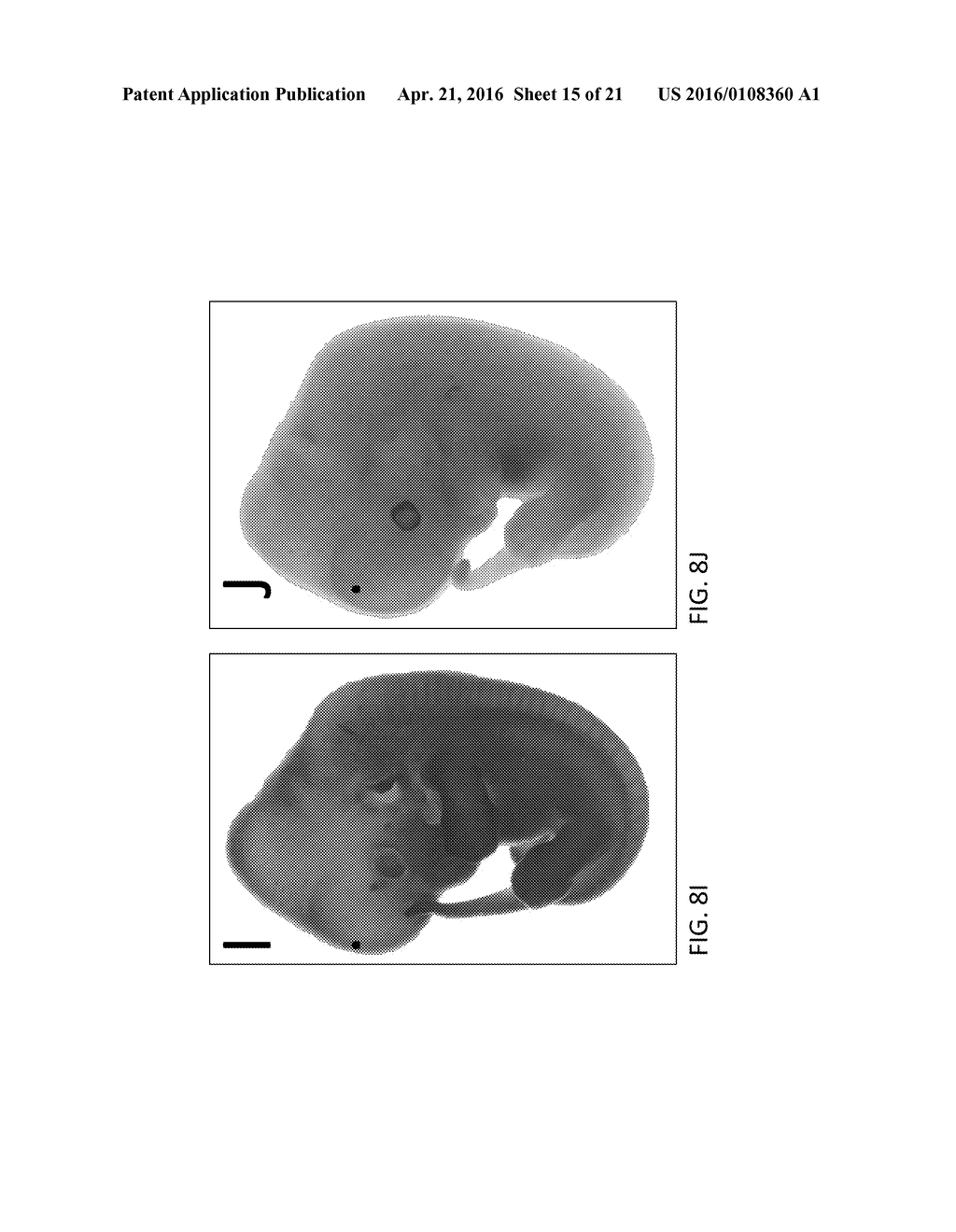 GENETIC MODIFICATION OF RATS - diagram, schematic, and image 16