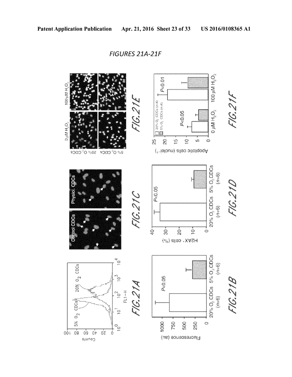 MAINTENANCE OF GENOMIC STABILITY IN CULTURED STEM CELLS - diagram, schematic, and image 24