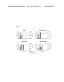 MDCK-DERIVED CELL STRAIN SUSPENSION-CULTURED IN PROTEIN-FREE MEDIUM AND     METHOD FOR PROLIFERATING VIRUS USING CELL STRAIN diagram and image