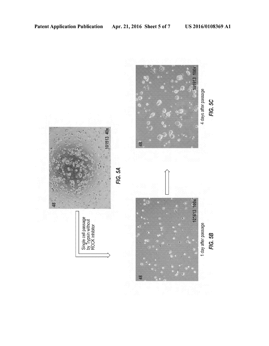 METHODS AND COMPOSITIONS FOR GENERATING OR MAINTAINING PLURIPOTENT CELLS - diagram, schematic, and image 06