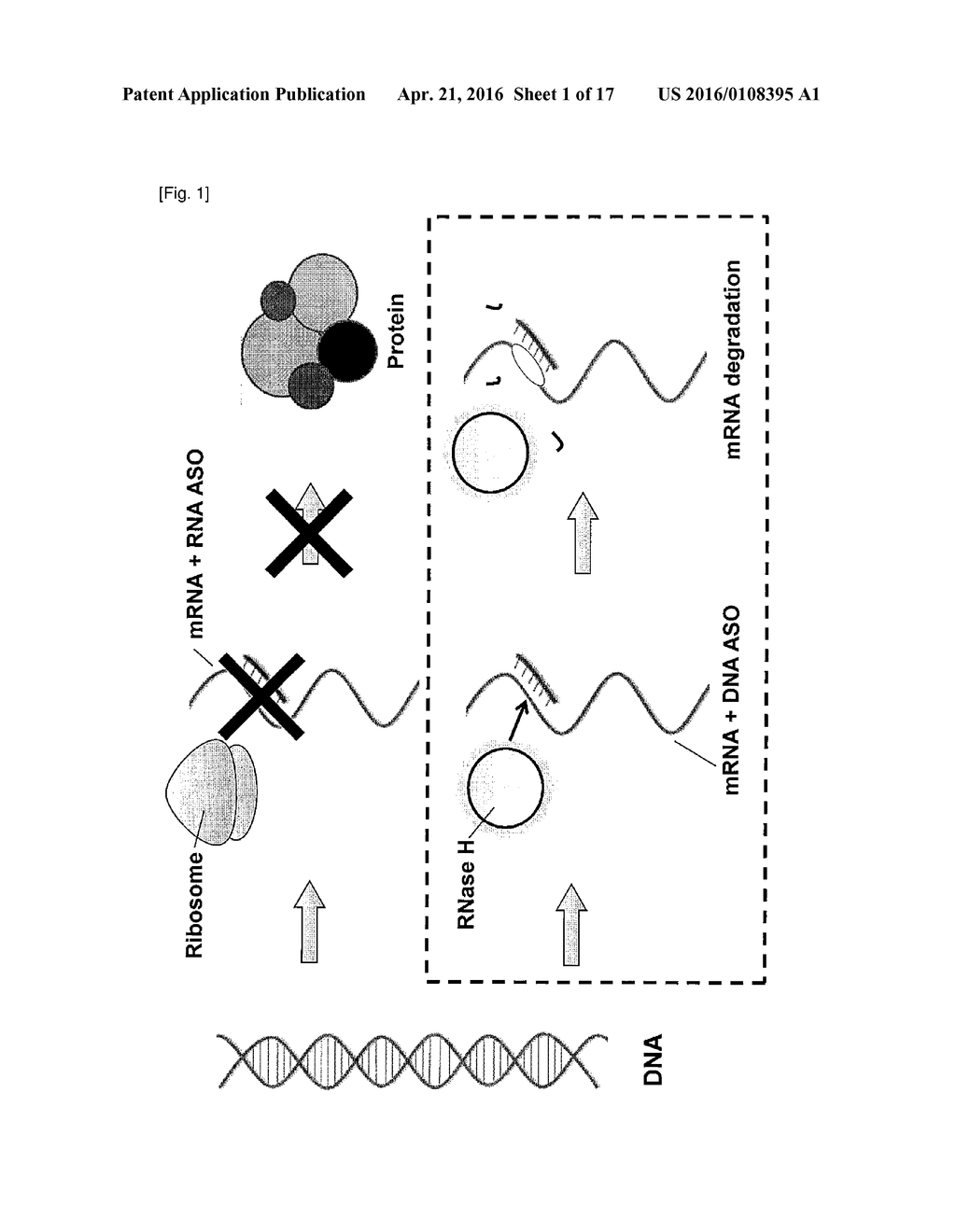 CHIMERIC SINGLE-STRANDED ANTISENSE POLYNUCLEOTIDES AND DOUBLE-STRANDED     ANTISENSE AGENT - diagram, schematic, and image 02