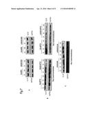 Hydrophobically Modified Antisense Oligonucleotides Comprising a Ketal     Group diagram and image