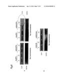 Hydrophobically Modified Antisense Oligonucleotides Comprising a Ketal     Group diagram and image