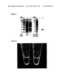 IMPROVED SURFACE DISPLAY OF FUNCTIONAL PROTEINS IN A BROAD RANGE OF GRAM     NEGATIVE BACTERIA diagram and image