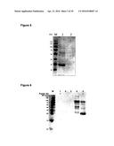 IMPROVED SURFACE DISPLAY OF FUNCTIONAL PROTEINS IN A BROAD RANGE OF GRAM     NEGATIVE BACTERIA diagram and image