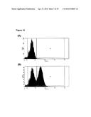 IMPROVED SURFACE DISPLAY OF FUNCTIONAL PROTEINS IN A BROAD RANGE OF GRAM     NEGATIVE BACTERIA diagram and image