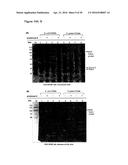 IMPROVED SURFACE DISPLAY OF FUNCTIONAL PROTEINS IN A BROAD RANGE OF GRAM     NEGATIVE BACTERIA diagram and image