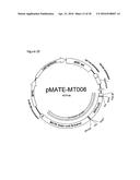 IMPROVED SURFACE DISPLAY OF FUNCTIONAL PROTEINS IN A BROAD RANGE OF GRAM     NEGATIVE BACTERIA diagram and image