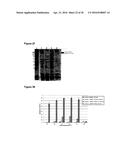 IMPROVED SURFACE DISPLAY OF FUNCTIONAL PROTEINS IN A BROAD RANGE OF GRAM     NEGATIVE BACTERIA diagram and image