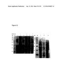 IMPROVED SURFACE DISPLAY OF FUNCTIONAL PROTEINS IN A BROAD RANGE OF GRAM     NEGATIVE BACTERIA diagram and image