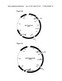 IMPROVED SURFACE DISPLAY OF FUNCTIONAL PROTEINS IN A BROAD RANGE OF GRAM     NEGATIVE BACTERIA diagram and image