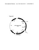 IMPROVED SURFACE DISPLAY OF FUNCTIONAL PROTEINS IN A BROAD RANGE OF GRAM     NEGATIVE BACTERIA diagram and image