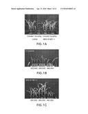 HERBICIDE TOLERANCE GENES AND METHODS OF USE THEREOF diagram and image