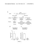 GENE-THERAPY VECTORS FOR TREATING CARDIOMYOPATHY diagram and image