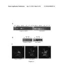 GENE-THERAPY VECTORS FOR TREATING CARDIOMYOPATHY diagram and image