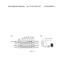 GENE-THERAPY VECTORS FOR TREATING CARDIOMYOPATHY diagram and image